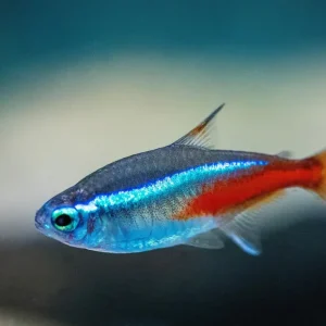 Neonsalmler DNZ, Größe M (Paracheirodon innesi), Größe M Sichere Zahlung